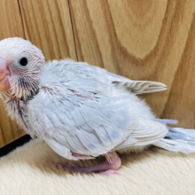 おっとりマイペース◎ゆっくりいこうね‪☆セキセイインコ(ライラック) ヒナ