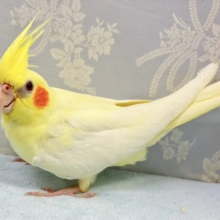 ❣️最新画像❣️キラキラお目目が素敵！🌟オカメインコ(ルチノー)2023年10月生まれ