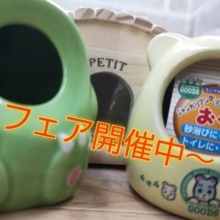 かわいいお家をプレゼント～🏠 ドワーフハムスターフェア🎉