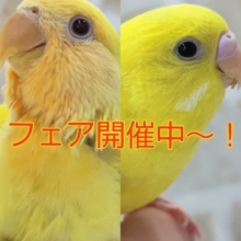 黄色子たちが大集合～💛 黄色い鳥さんフェア🎉