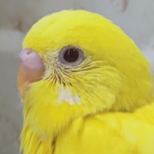 ピカピカまっきっき～🌟 セキセイインコ(ルチノー)