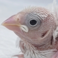 成長楽しみ今は小さい怪獣さん～🐣 白文鳥