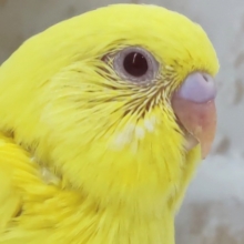 優しい色合いの黄色～🟡 セキセイインコ(ルチノー)