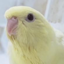 とろける色合いに癒やされる～✨ サザナミインコ(クリームルチノー)