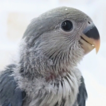 色合いたまらん～💙 コザクラインコ(ブルー)