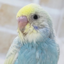 鮮やか人気カラー🌈 セキセイインコ(パステルレインボースパングル)