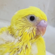 ビリビリっと黄色～⚡ セキセイインコ(黄ダブルファクター)