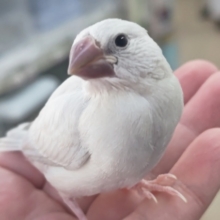 最新画像あり！ ギンギラギンっ～✨ シルバー文鳥