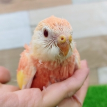 久々の入荷❤アキクサインコ(ルビノー)のヒナ入荷しました❤
