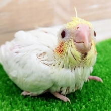 大きな瞳❤オカメインコ(ルチノー)のヒナ入荷しました❤