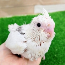 お顔が白い‎🤍オカメインコ(ホワイトフェイスパイド)のヒナ入荷しました❤