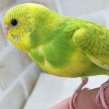 最新画像あり！ ビタビタフレッシュ～🍀 セキセイインコ(グリーンスパングル)