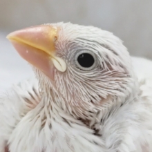 白い天使が舞い降りた～👼 白文鳥