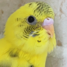 まるでトラさんみたい～!?🐯 セキセイインコ(ハルクイン)