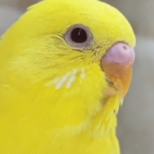 ピカピカイエロー🌟 セキセイインコ(ルチノー)