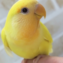 最新画像あり！ フレッシュフレッシュ～🌞 コザクラインコ(ルチノー)