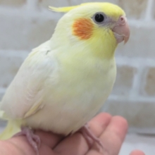 最新画像あり！ 注目のヘビィ～！？ オカメインコ(ヘビーシナモンパイド)