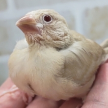 最新画像あり！ シナモンカラーにご注目～🐣 シナモン文鳥