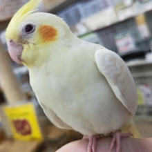 最新画像あり！ この色合いが癒やしてくれます～🤍 オカメインコ(ルチノー)