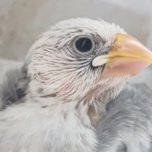 個性的な色合い～✨ 白文鳥