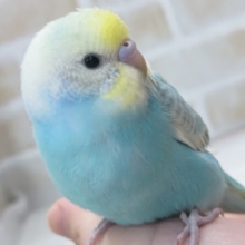 最新画像あり！ 魅力いっぱいカラー🌈 セキセイインコ(パステルレインボースパングル)