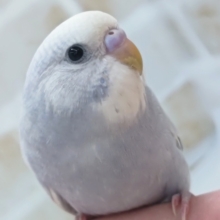 最新画像あり！ この美しさにご注目～✨ セキセイインコ(ライラック)