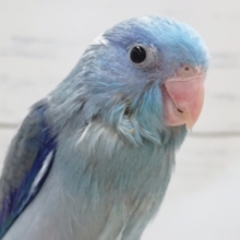 最新画像あり！ 様々なブルーが入ってます～💙 マメルリハインコ(ブルー)