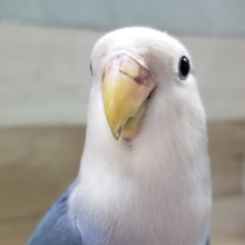 最新画像更新❤わたわた✨コザクラインコのヒナ(バイオレット)入荷しました❤
