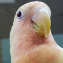 最新画像更新❤鮮やかな黄色💛コザクラインコのヒナ(ルチノー)入荷しました❤