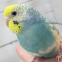 最新画像！ 魅力たっぷりさん～🌈 セキセイインコ(パステルレインボースパングルパイド)