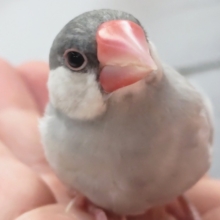 最新画像！ ギラッと人気カラーさん～✨ シルバー文鳥