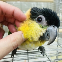 遊び心溢れる無邪気なコ❤︎手乗りズグロシロハラインコさん❤︎🪶✨