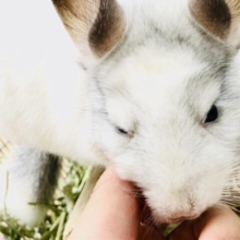 【最新画像更新☆☆】　人気カラーの甘々さん　めちゃかわです♪♪　チンチラ