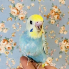 明るくキュートなスカイブルー🫧手乗りセキセイインコさん♩❤︎
