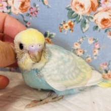 激かわスカイブルー❤︎🫧柔らかな優しい色合いです❤︎☺︎