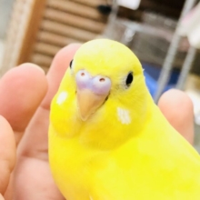 【最新画像更新☆☆】赤目が苦手な方におすすめ♪♪　クリクリで可愛いでしょ？　せキセイインコ