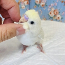 最高にかわいく､美しいです❤︎手乗りセキセイインコ(バイオレットモーブ)🫧