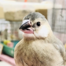 【最新画像更新☆☆】野性的なワイルドカラー　桜文鳥