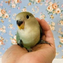 一人餌🌟優しいお顔❤︎むにっとかわいい❤︎手乗りコザクラインコ(シーグリーン)🪶✨