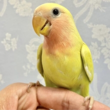 ❣️最新画像❣️キュート💛コザクラインコ (ゴールデンチェリー) 2023年10月生まれ