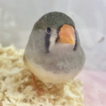 ✨️最新画像✨モフモフちゃん♥️ キンカチョウ(2023年 9月生まれ)