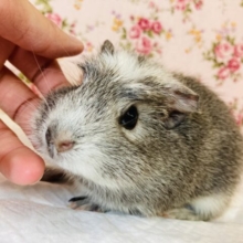 最新画像🌟雅びやかモルちゃん❤︎澄んだ瞳にイチコロです🫧クレステッドモルモットちゃん女のコ🌟♀