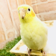 薄っすらパール模様がありそう？？　オカメインコ