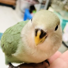 【最新画像更新☆☆少し怖がりなグイグイさん】定番人気の１羽！！　小桜インコ入舎♪