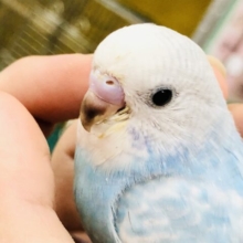 【最新画像更新☆☆】爽やか青空カラー⛅　セキセイインコ