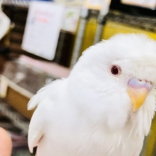 なんちゃって羽衣さん♪♪　セキセイインコ