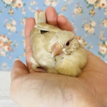 華麗に成長中❤︎*ˊᵕˋ 手乗りシナモン文鳥のヒナちゃんです❤︎🪶