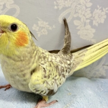 ❣️最新画像❣️ときめき！！パール模様🫧 オカメインコ(シナモンパール) 2023年10月生まれ