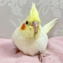 最新画像❣️ほのぼのクリーム💛 オカメインコ(ルチノー)2023年10月生まれ