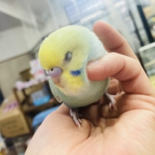 最新画像🌟愛おしさ爆発❤︎手乗りセキセイインコ(レインボー)🫧